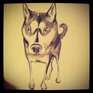 Sketch of a dog by artist Claire Dunaway